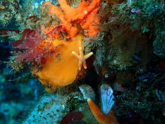 Fromia schultzei