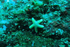 Fromia schultzei