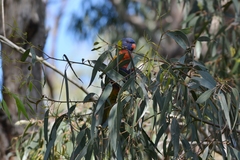Trichoglossus moluccanus moluccanus