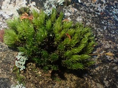 Dicranum scottianum