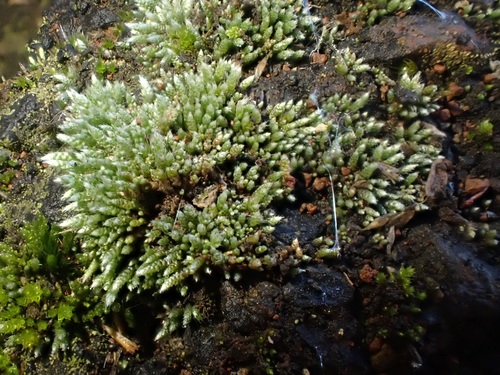 Bryum image