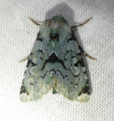 Chytonix cyanochlora