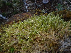 Hypnum jutlandicum