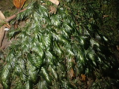 Fissidens serrulatus