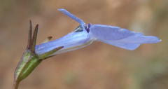 Lobelia flaccida flaccida