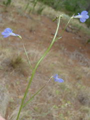 Lobelia flaccida flaccida