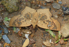 Ctenoptilum vasava