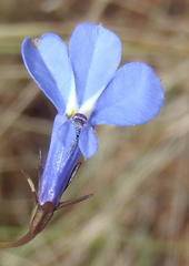 Lobelia flaccida flaccida