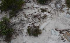 Limonium scabrum scabrum