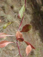 Lobelia flaccida flaccida