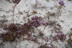 Limonium scabrum scabrum