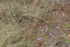 Lobelia flaccida flaccida