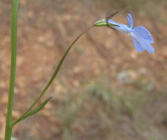 Lobelia flaccida flaccida