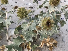 Saniculoideae