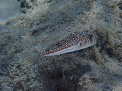 Torquigener flavimaculosus