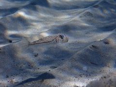 Torquigener flavimaculosus