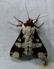 Condica mimica