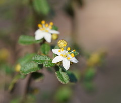 Asterolasia asteriscophora albiflora