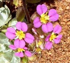 Levenhookia leptantha