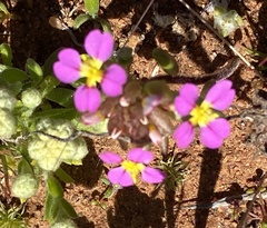 Levenhookia leptantha