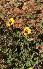 Goodia medicaginea