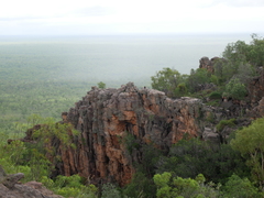 Osphranter bernardus