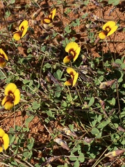 Goodia medicaginea