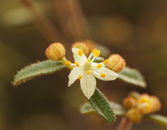 Asterolasia asteriscophora albiflora