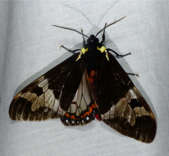 Dysschema lygdamis