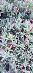 Oscularia caulescens