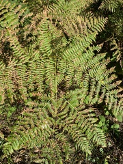 Pteridium pinetorum