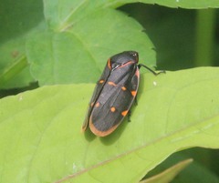Phymatostetha triseriata