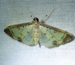 Eulepte