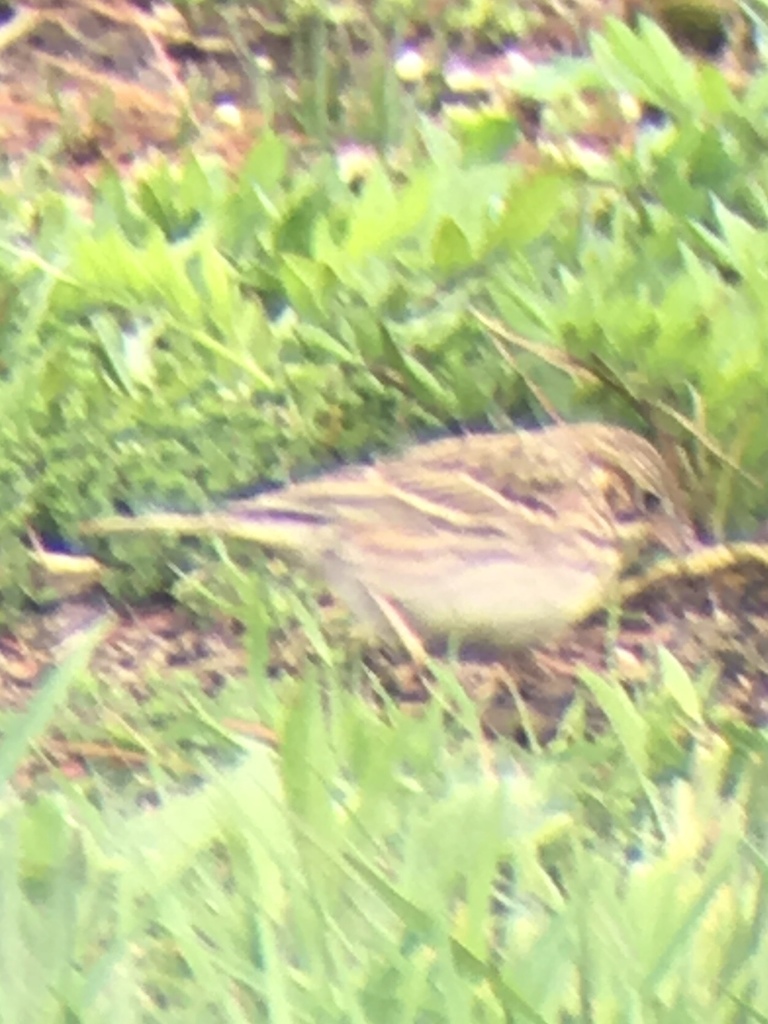 vesper-sparrow-from-101-w-cromwell-st-baltimore-md-us-on-april-16