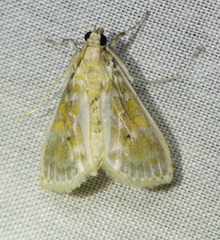 Leucochroma corope