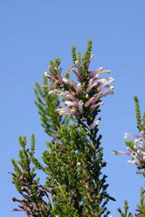 Erica perspicua perspicua