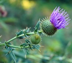 Cirsium serrulatum