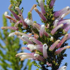 Erica perspicua perspicua