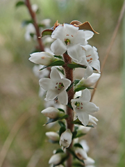 Epacris gunnii