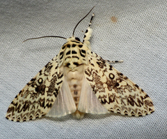 Lichnoptera pollux