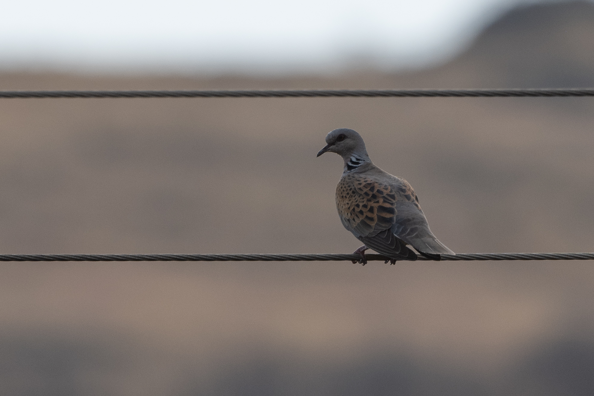European Turtle Dove