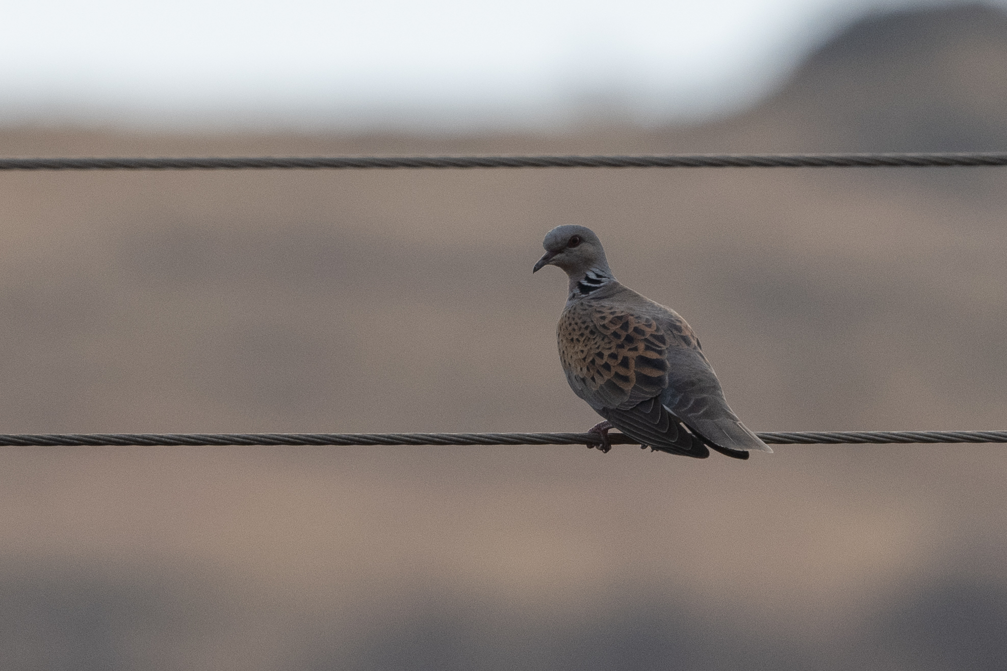 European Turtle Dove