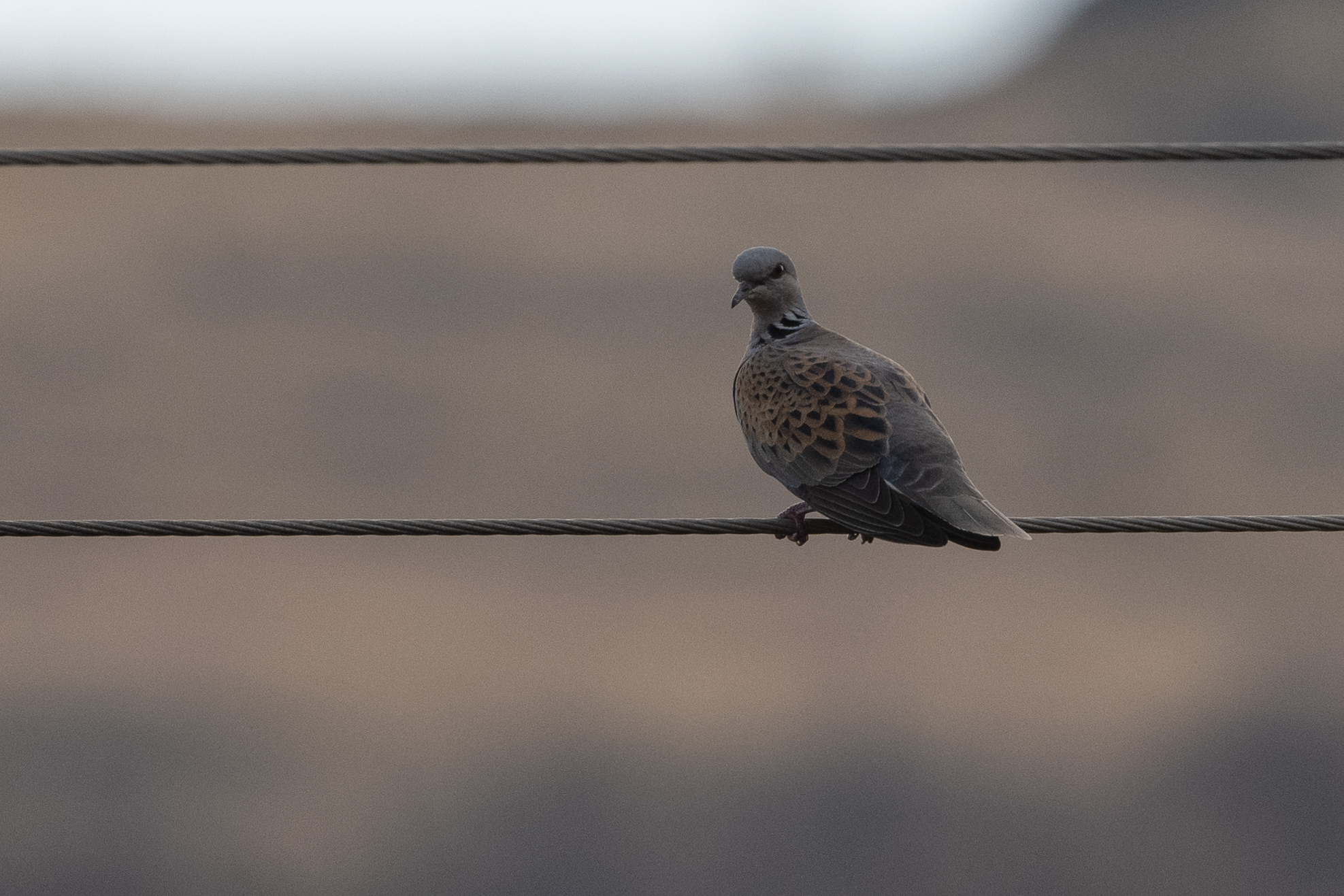 European Turtle Dove