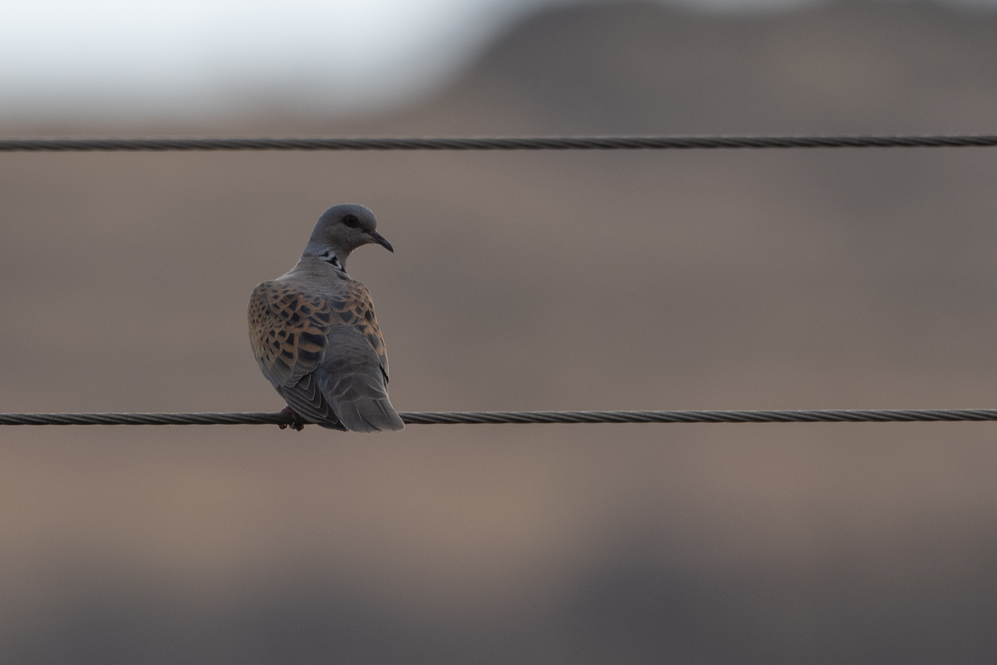 European Turtle Dove