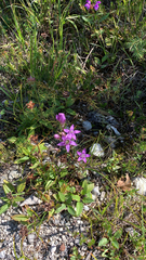 Gentianella germanica