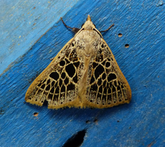 Herminodes tessellata