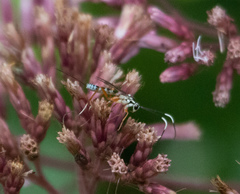 Sphelodon phoxopteridis