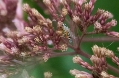 Sphelodon phoxopteridis