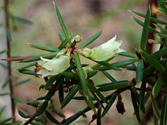 Leptecophylla divaricata