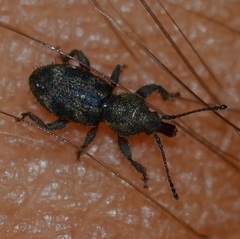 Proterhinus